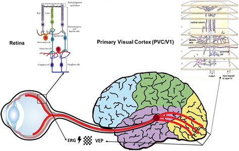 Frontiers Subsequent And Simultaneous Electrophysiological