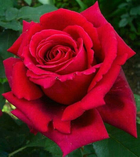 Pin By Jlpdegodoy On Rosas Lindas Jlpdegodoy Hybrid Tea Roses Tea Roses Beautiful Rose Flowers