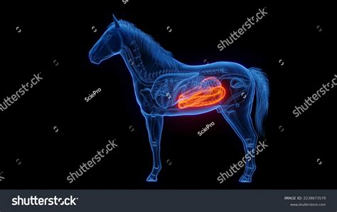 3d Rendered Medical Illustration Horse Anatomy Stock Illustration