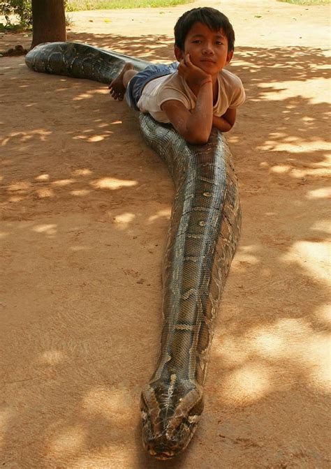 EL ZORRO PROTECTOR SERPIENTE TRAGAVENADO