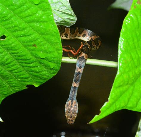 Rhombic Cat Eyed Snake From El Rama Nicaragua On October At