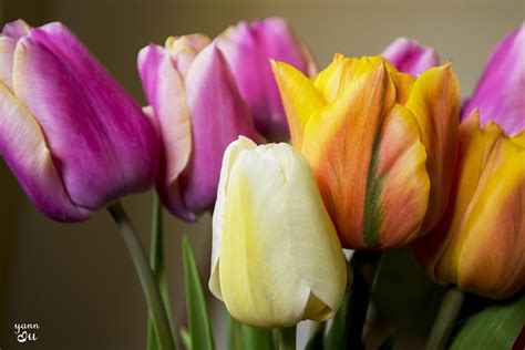 Purple And Yellow Tulip Hd Wallpaper Wallpaper Flare