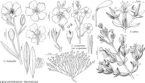 Crocanthemum Bicknellii Fna