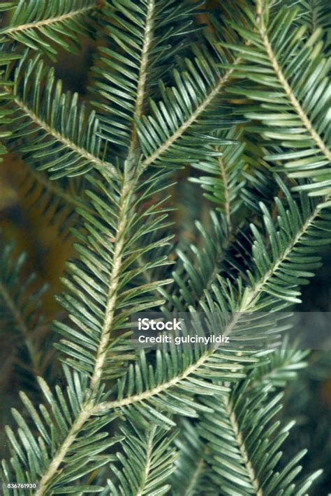 Pine Tree Leaves Texture Stock Photo - Download Image Now - Beauty, Branch - Plant Part ...