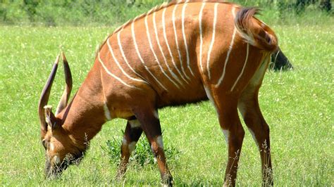 Bongo Animal Updated Facts Zoological World