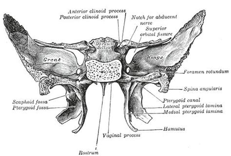 Pterygoid fossa - Alchetron, The Free Social Encyclopedia