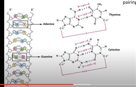 nucleic acids dna structure dna binding proteins dna replication