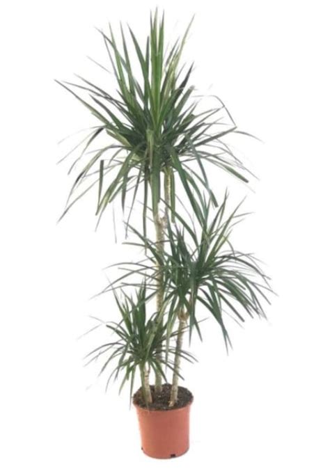 Dracaena Marginata L N Fiyatlar Ve Zellikleri