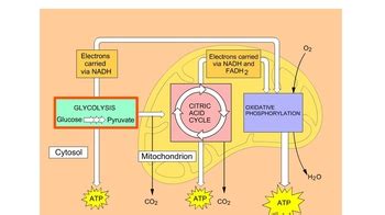 Animation: Overview of Cellular Respiration | Pearson+ Channels