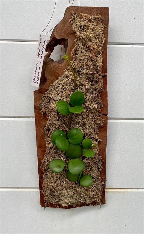 Mounted Plant Art Peperomia ‘hope The Borrowed Nursery