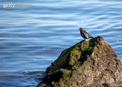 Brewer s Blackbird Euphagus cyanocephalus spotted outdoors 이미지