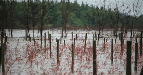 Gobierno Declara Emergencia Agrícola en La Araucanía Somos Noticias