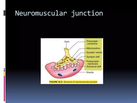 Neuromuscular Junction Ppt