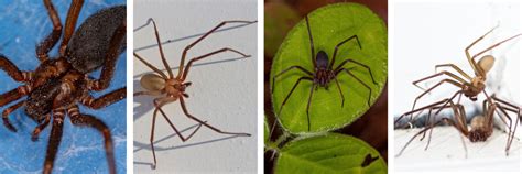 Brown Recluse Spider Identification Risks And Prevention Tips Stl Pest Control