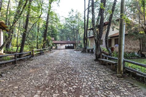 Green Forest. Mazamitla Landscape Stock Image - Image of mexico, beech ...