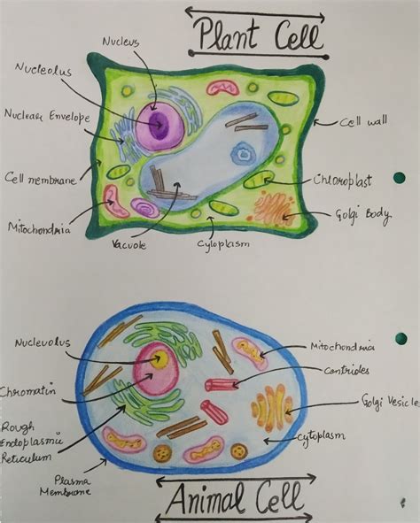 Animal Cell And Plant Cell Biology Notes School Study Ideas School
