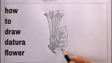 How To Draw Datura Flower Step By Step Datura Drawing Youtube