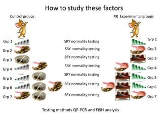 Switching On Sex Mastered By SRY Gene PPTX Reproductive Health Diseases And Conditions