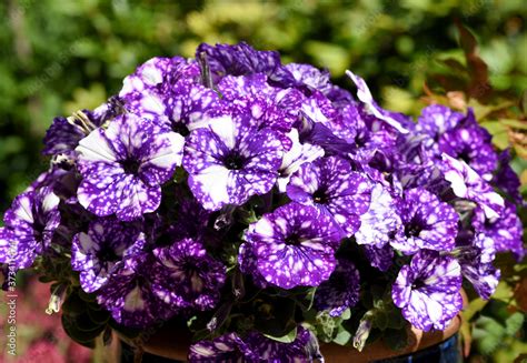 Petunie, Pitunia, Night, Sky Stock Photo | Adobe Stock