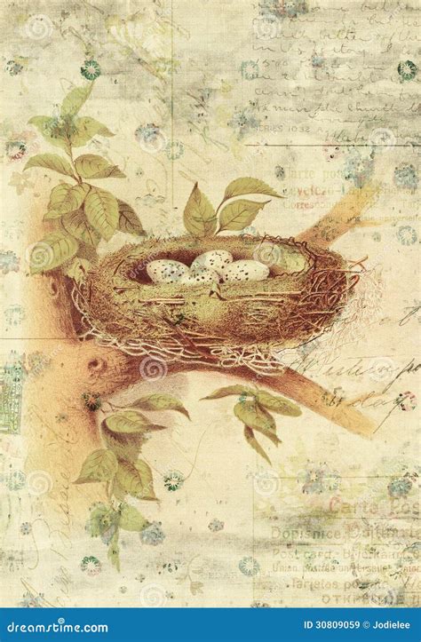 Nest And Bird Eggs Botanical Vintage Style Wall Art With Textured