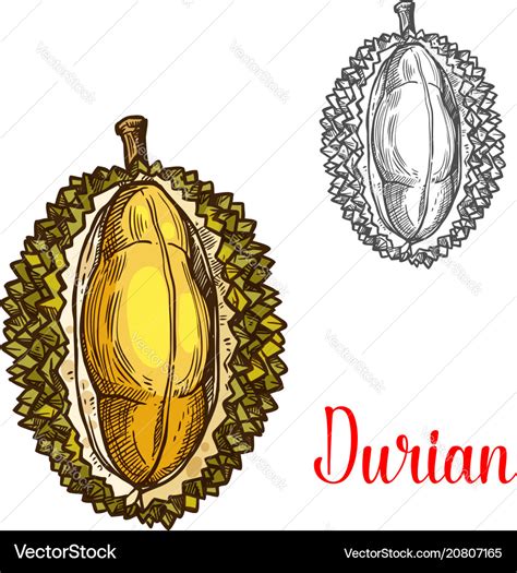 Durian Sketch Fruit Cut Icon Royalty Free Vector Image