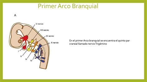 Embriolog A Nervios De Los Arcos Faringeos Youtube