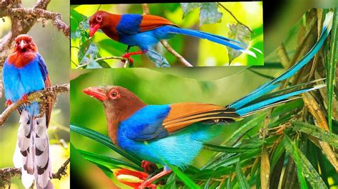 Sri Lanka Blue Magpie Or Ceylon Magpie Is A Brightly Coloured Member Of