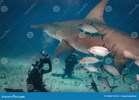 Great Hammerhead Shark editorial photography. Image of water - 266514732