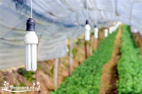 Лампы для рассады – как решить проблему выбора и что лучше купить ...