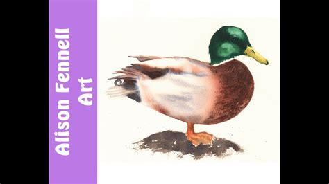 Mallard Duck Watercolor At Paintingvalley Explore Collection Of