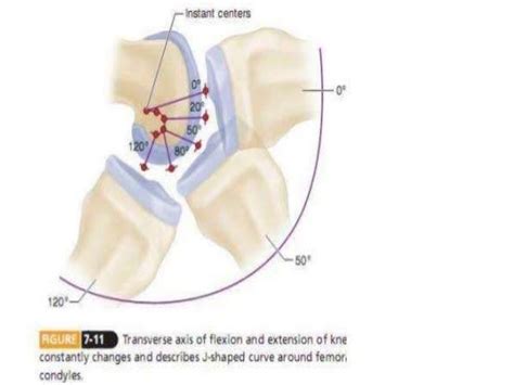 Extensor mechanism of knee