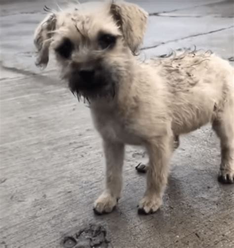 Rain Soaked Babe Longs To Go With Kind Man But His Trauma Is Bigger Than He Is G2a Ltc