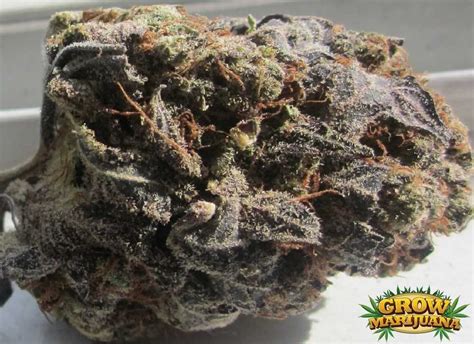 Purple Cheese Seeds - Strain Review | Grow-Marijuana.com