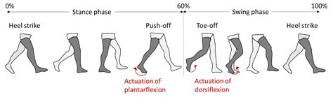 Ankle Mobility Exercises To Improve Dorsiflexion Atelier Yuwaciaojp