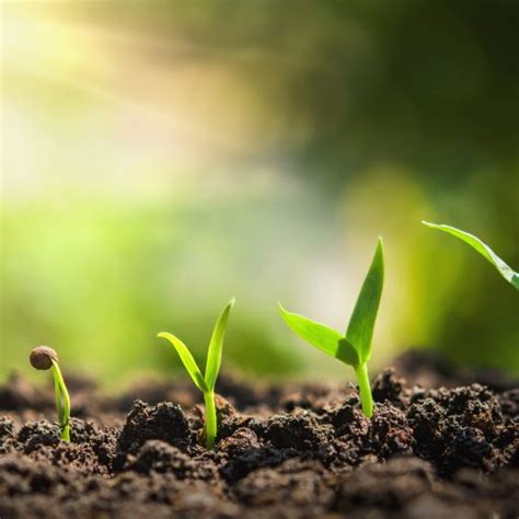 Green Pledge Examples In Practice World Mediators Alliance On