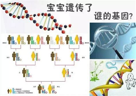 孩子的智商和颜值到底遗传谁？看完你就知道了！