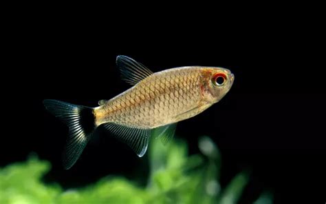 Congo Tetra Care Complete Guide For Beginners Aquariumnexus