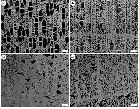 Sem Micrographs Of Uncompressed Aspen A And Birch B In Cross