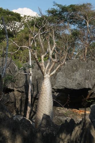 Pachypodium Menabeum NaturaLista Mexico