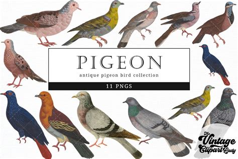 Pigeon Vintage Bird Illustration Graphic By Theclipartlady Creative