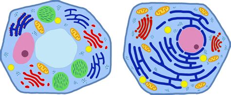Aufbau Der Zelle Funktionen Und Gemeinsamkeiten