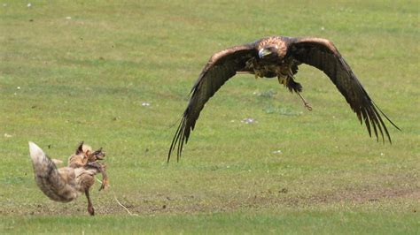 Battle of the predators: Fox & eagle in death-defying duel over rabbit ...