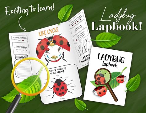 Ladybug Facts For Kids Preschool Ideas