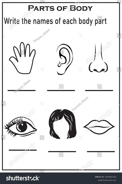 Parts Body Worksheet Preschool Stock Illustration 2245687243 | Shutterstock