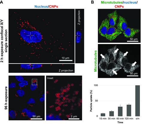 Cnp Cellular Uptake And Intracellular Distribution Notes A Confocal