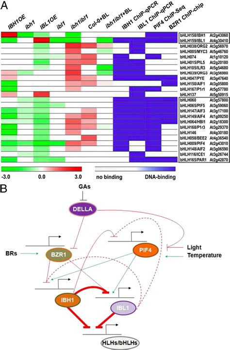 PDF Helixloophelix Basic Helixloophelix Transcription Factor