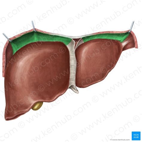 Peritoneum And Abdominal Visceraeritoneum And Abdominal Visceradraft