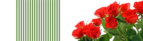 Rose Images Rose Background Rose Banner Rose Header Free Web