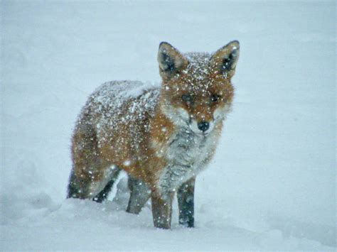 Hillingdon Wildlife: Snow fox