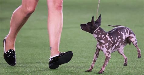 10 Hairless Dog Breeds You Still Want to Cuddle – PureWow